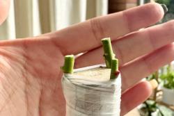 手把手教你嫁接棒棒糖月季